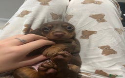 Miniature Dachshund dogs for sale: Miniature dachshund buy puppy  - Image 6