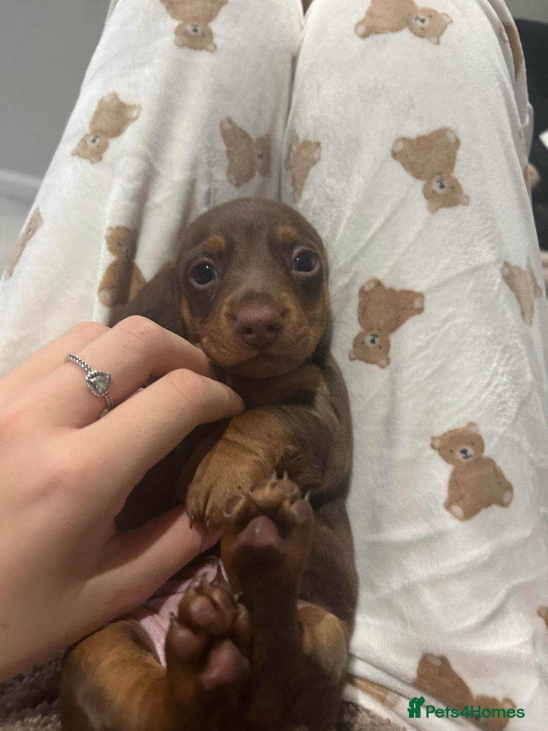 Miniature Dachshund dogs for sale: Miniature dachshund buy puppy  - Image 6