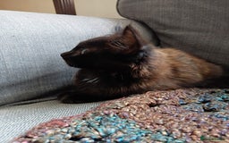 British Longhair cats for sale: Amazing fluff ball - Image 10