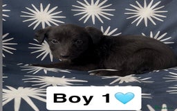 Mixed Breed dogs for sale: Bedlington whippet puppies - Image 3