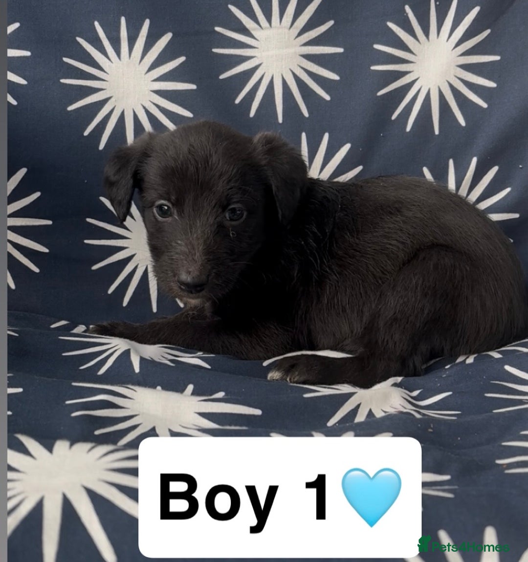 Mixed Breed dogs for sale: Bedlington whippet puppies - Image 3