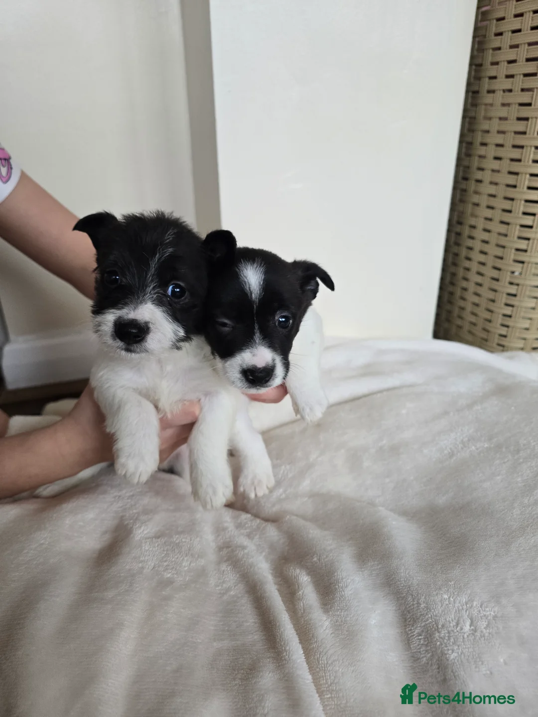 Mixed Breed dogs for sale: Malchi puppies for sale  - Advert 26