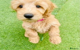 Labradoodle dogs for sale:  Adorable 🥰 Miniature Labradoodle Puppies F2B  - Image 19