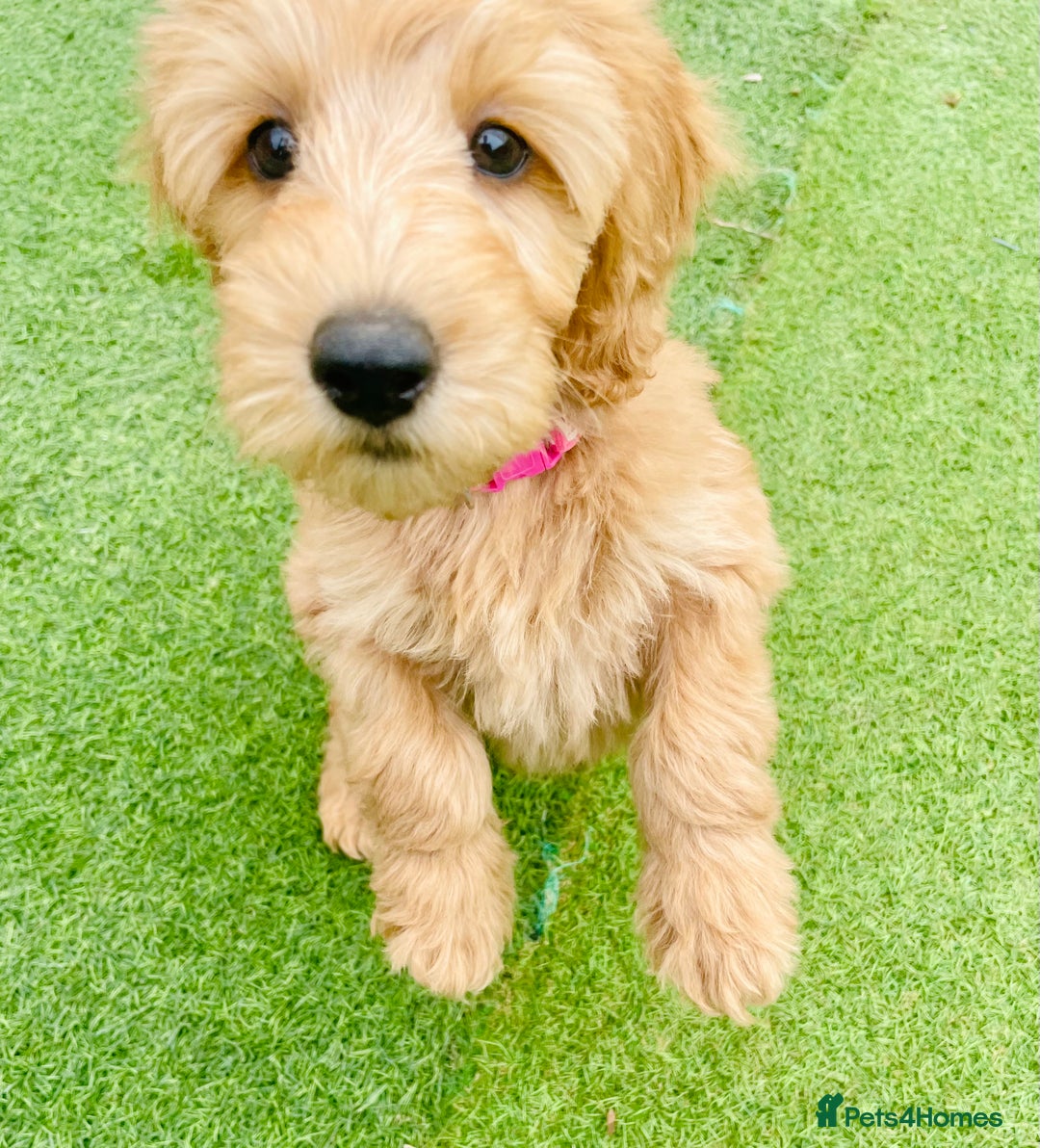 Labradoodle dogs for sale:  Adorable 🥰 Miniature Labradoodle Puppies F2B  - Image 19