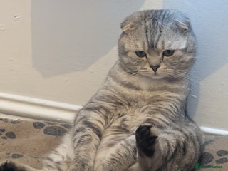 Scottish Fold cats Stud for a Queen - Advert 5