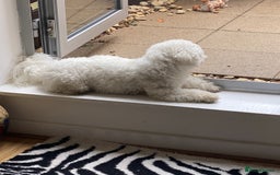 Bichon Frise dogs for stud: For stud only - Image 4