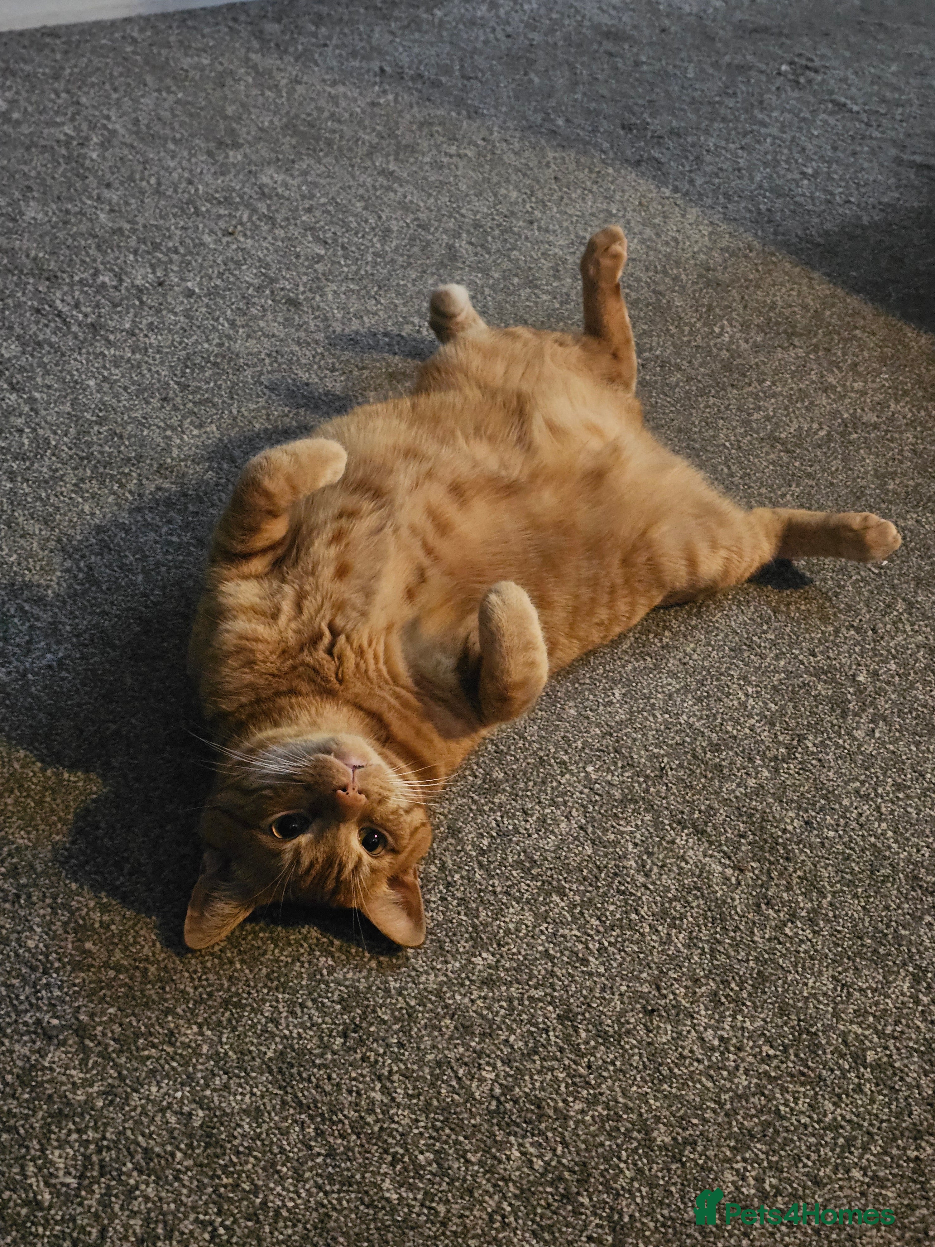 Mixed Breed cats Very loving ginger male cat - Advert 1