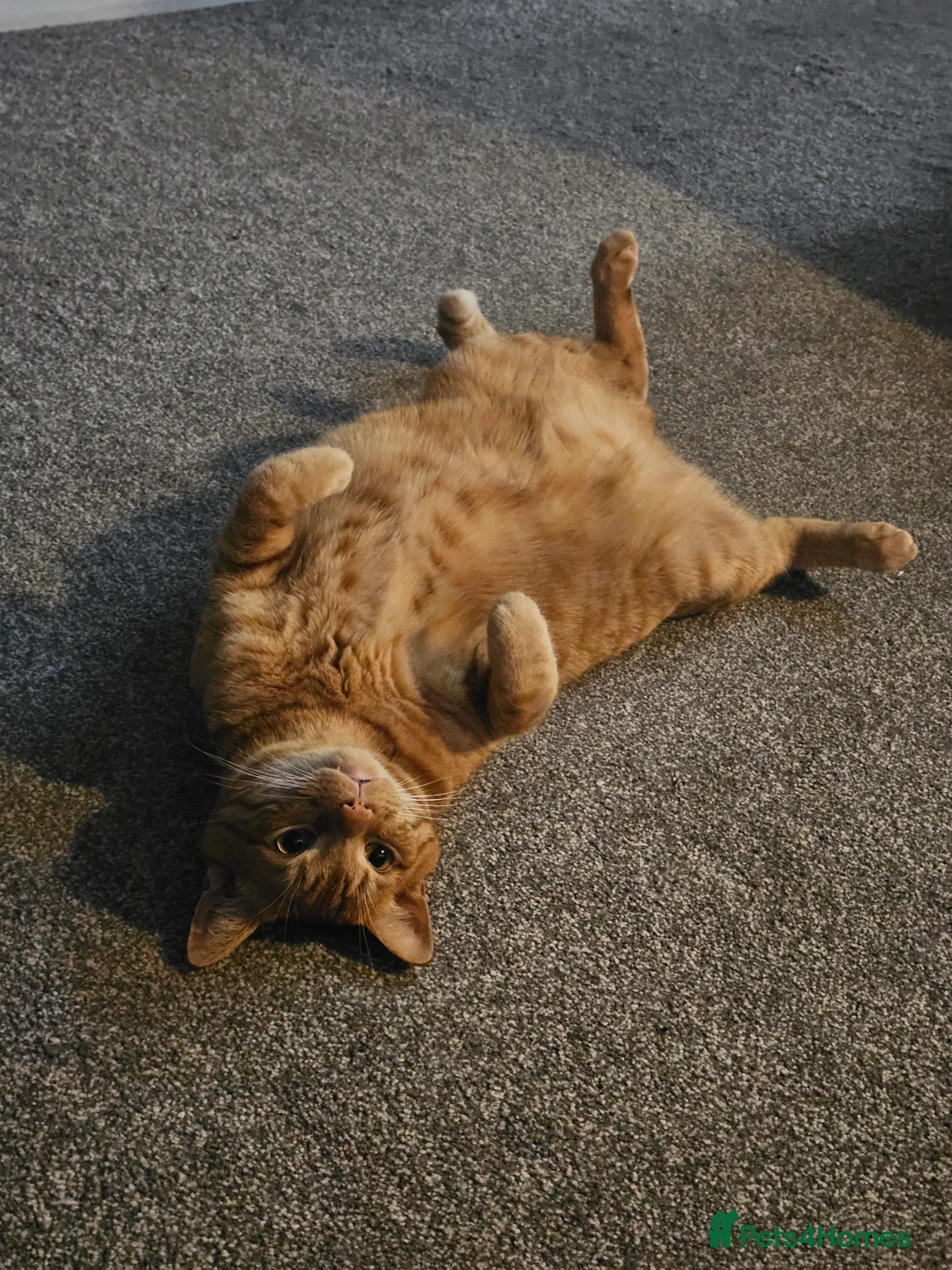 Mixed Breed cats for sale: Very loving ginger male cat - Advert 1