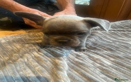 French Bulldog dogs for sale: French bull dog puppies  - Image 19