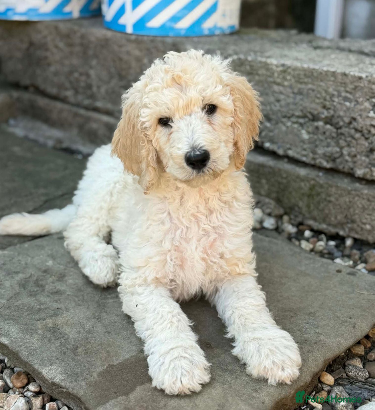 Standard Poodle dogs READY NOW! Standard poodle puppy's kc reg - Advert 15
