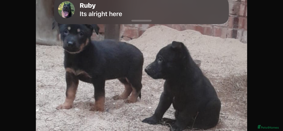 German Shepherd dogs for sale: Beautiful big German shepherd pups - Image 3