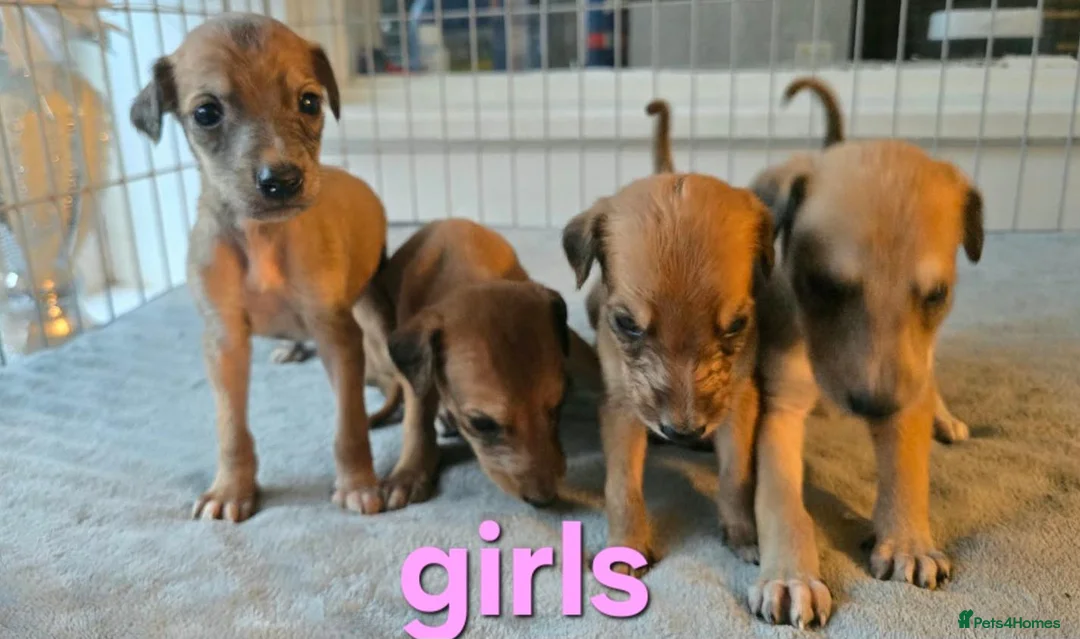Lurcher dogs for sale: Lurcher pups  in Newbiggin-by-the-Sea - Advert 2