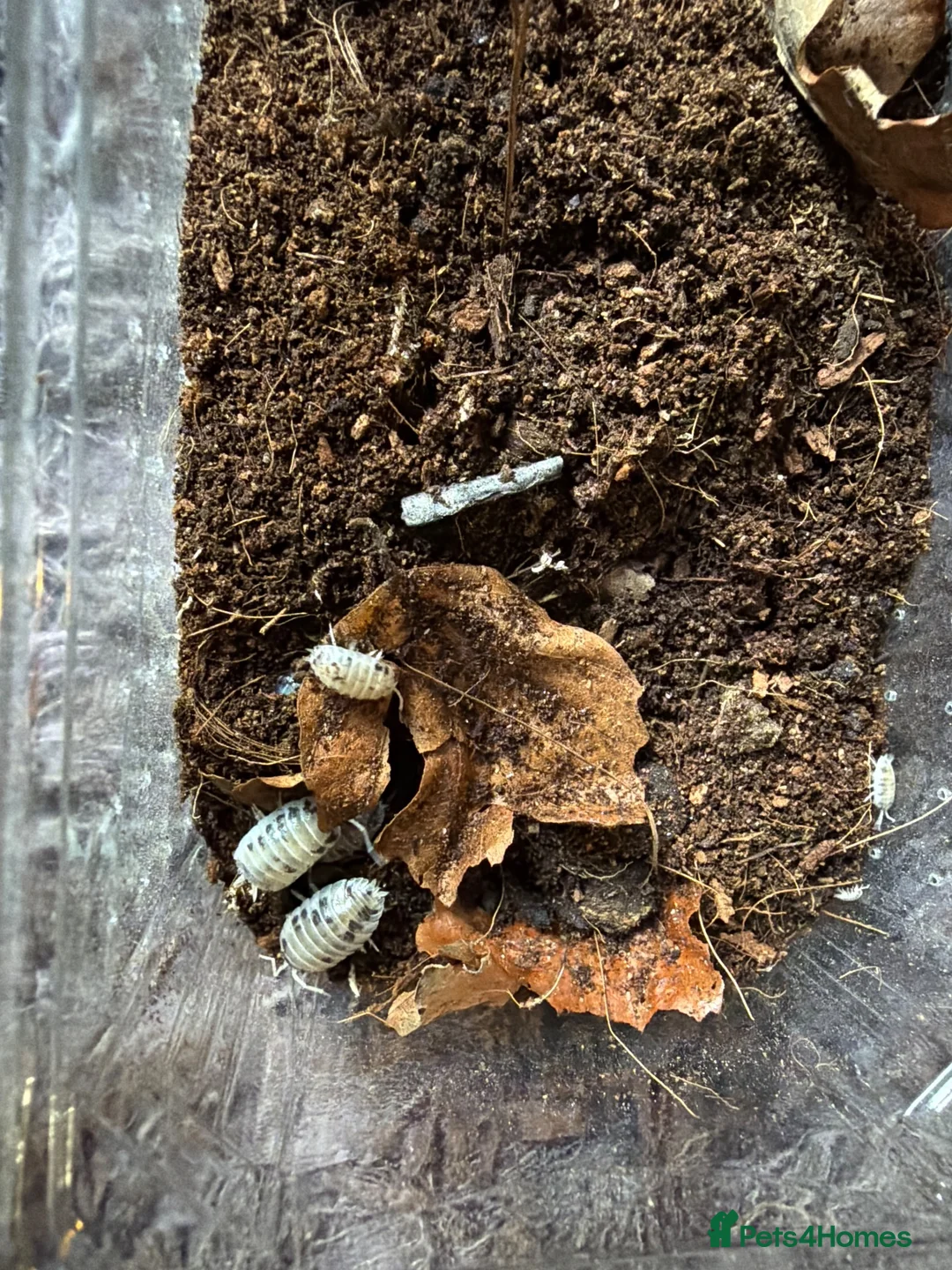 Isopods invertebrates for sale: Dairy cow isopods  - Advert 2