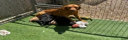 Labrador Retriever dogs for sale: Working Type Labrador Puppies - Advert 1