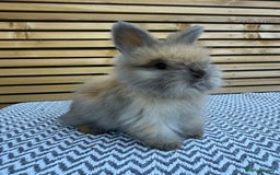 Angora rabbits for sale: Full Face English Angora’s  - Image 2