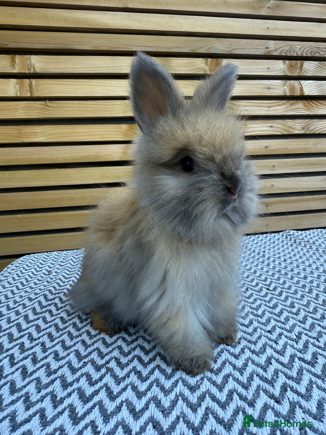 Angora rabbits for sale: Full Face English Angora’s  - Image 2