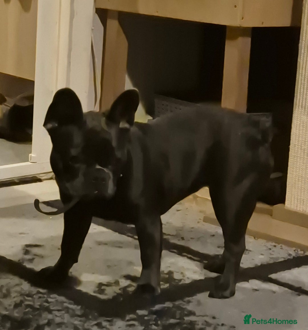 French Bulldog dogs for sale: 8 month old blue French bulldog  - Image 2