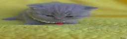 British Shorthair cats for sale: Beautiful British shorthair kittens  - Advert 17