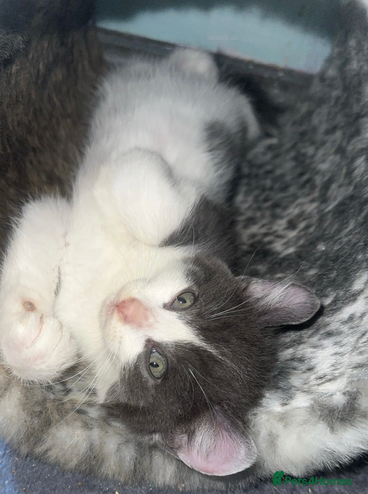 Mixed Breed cats Gorgeous American curl x Sphynx kittens🐾 - Advert 4