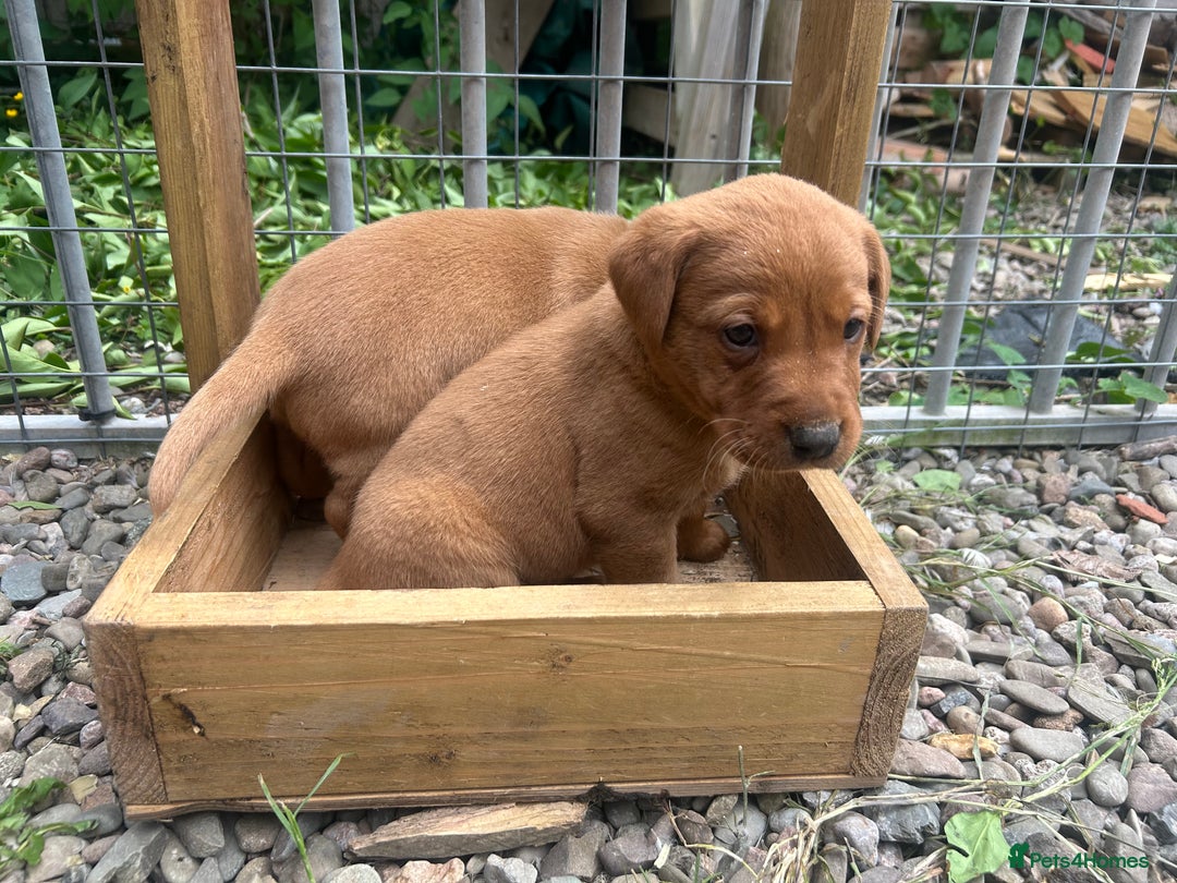 Labrador Retriever dogs for stud: Dark Fox Red KC fox red Labrador for Stud in Hereford - Image 27