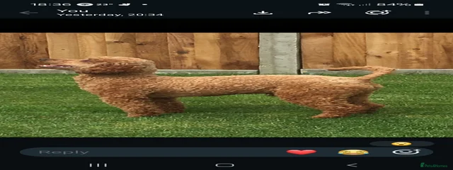 Teddy
