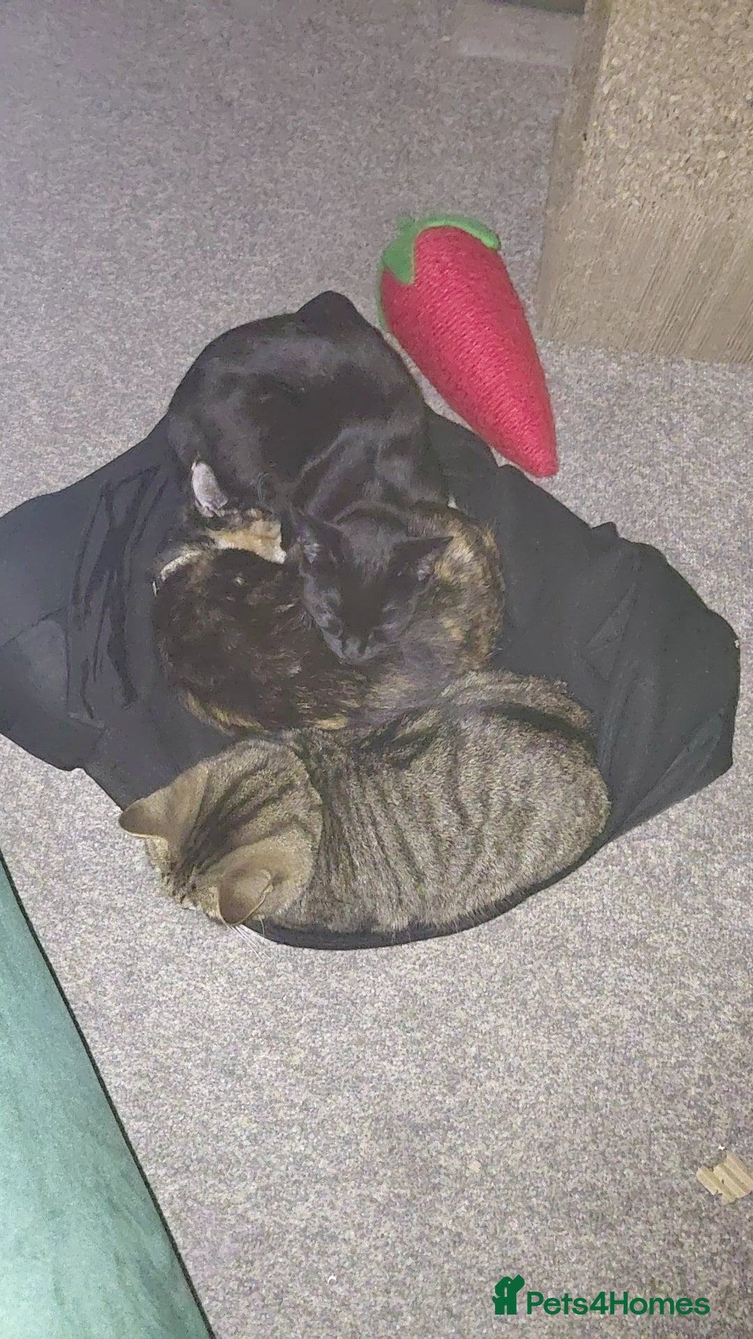 Domestic Shorthair cats for sale: Rehoming 3 loving cats - not looking for £50  - Advert 3