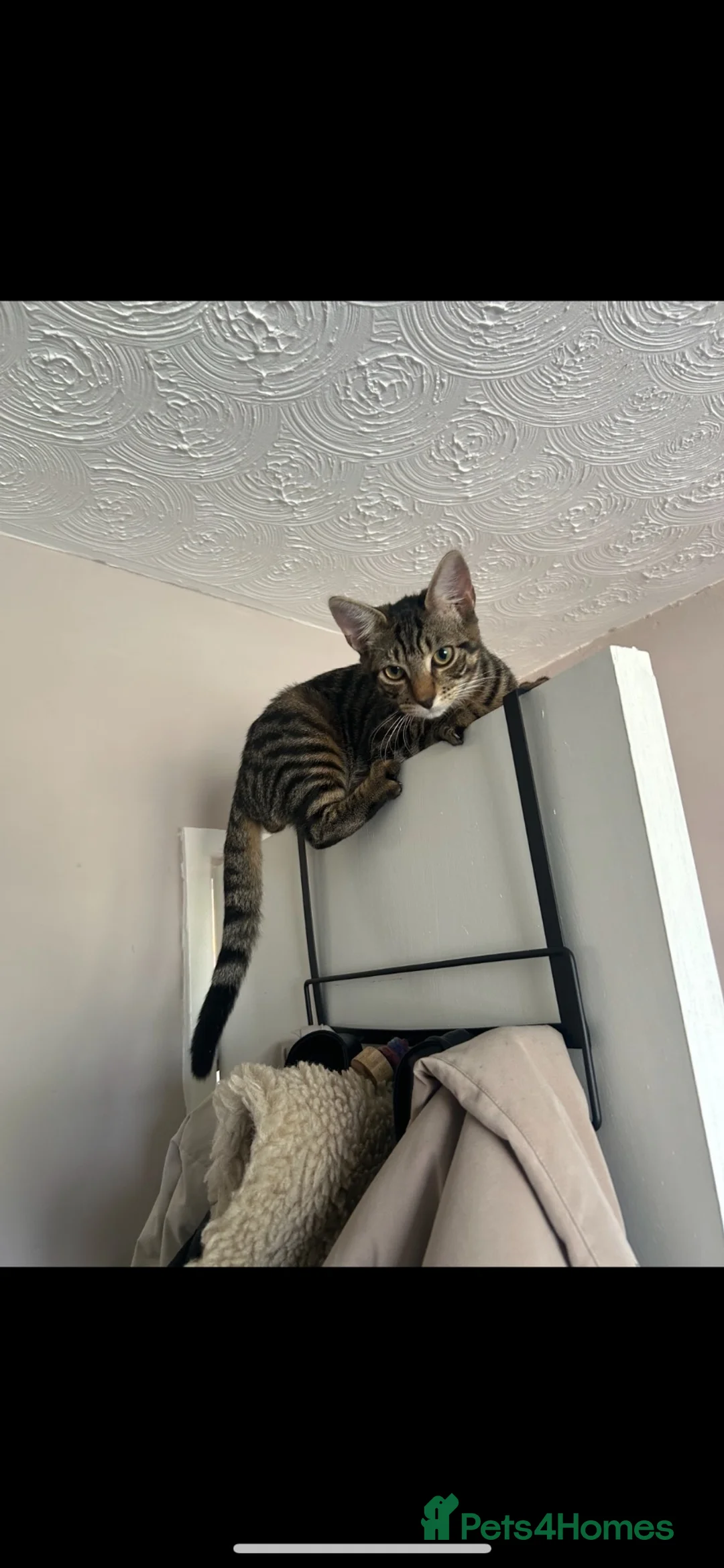 Mixed Breed cats for sale: 2 male tabby cats (brothers)  in Saint Helens - Advert 2