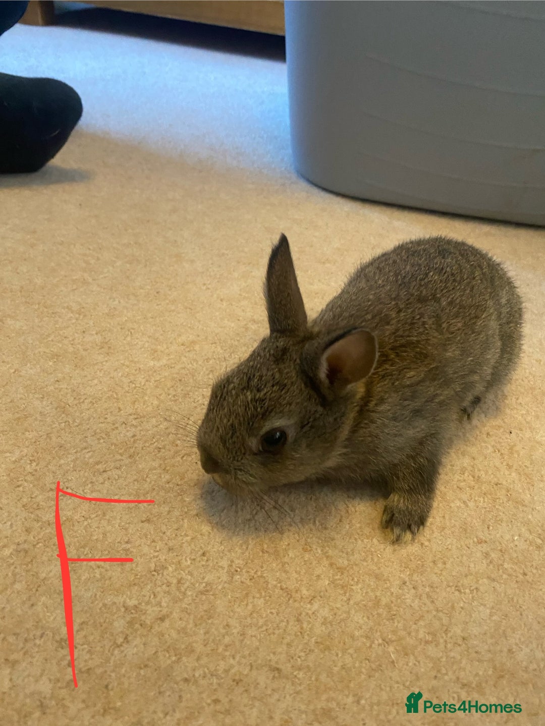 Mixed Breed rabbits for sale: Baby neatherland dwarfs - Advert 2