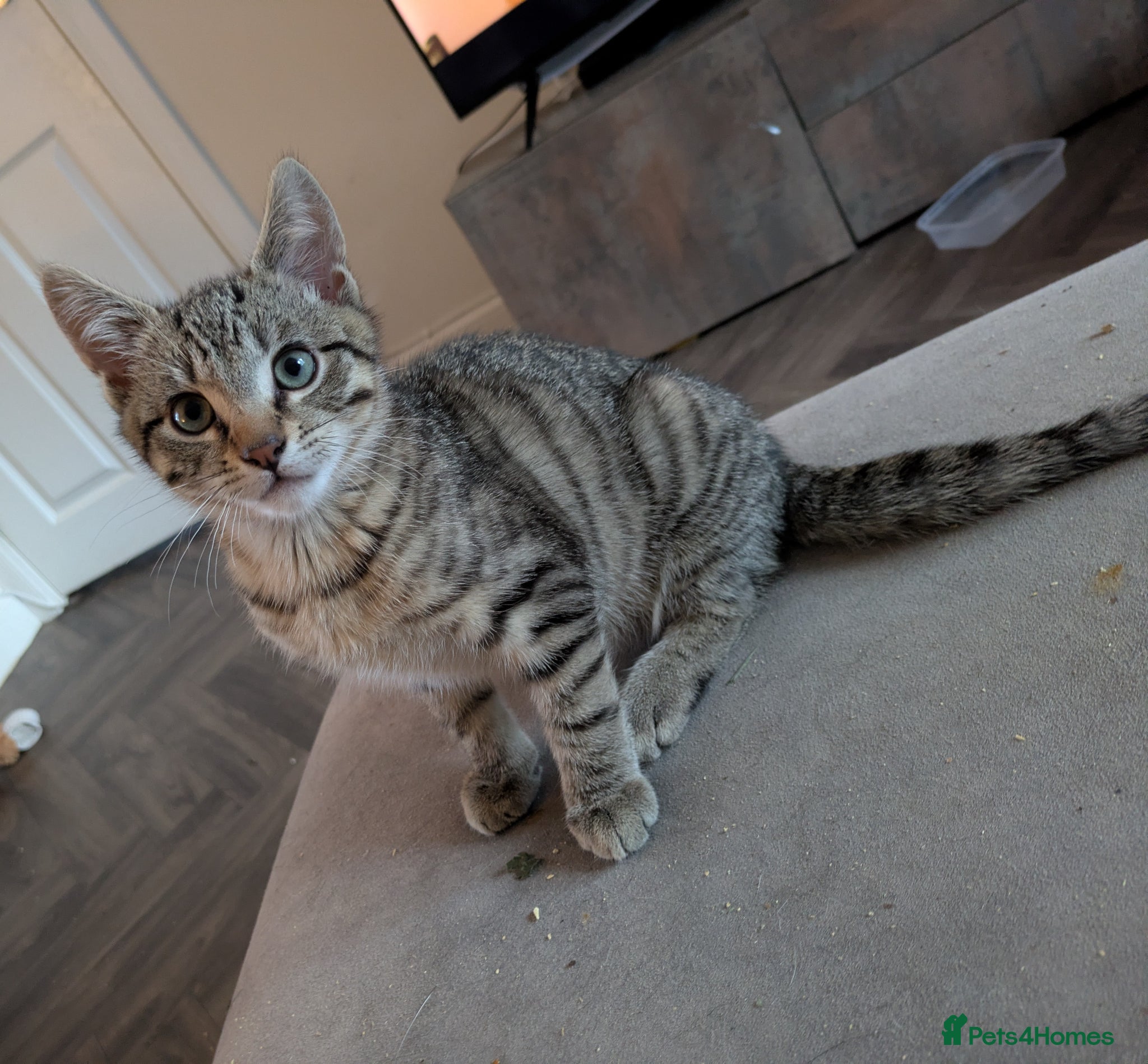 Bengal cats for sale: 3/4 BENGAL - READY TO GO!  - Advert 2