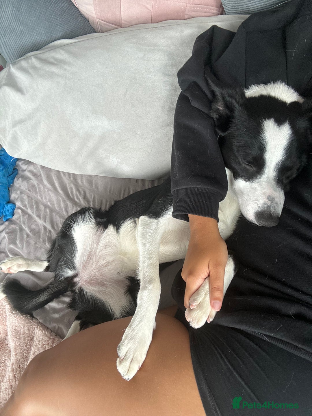 Border Collie dogs for sale: Nugget - 2 year old - Border Collie - Advert 9