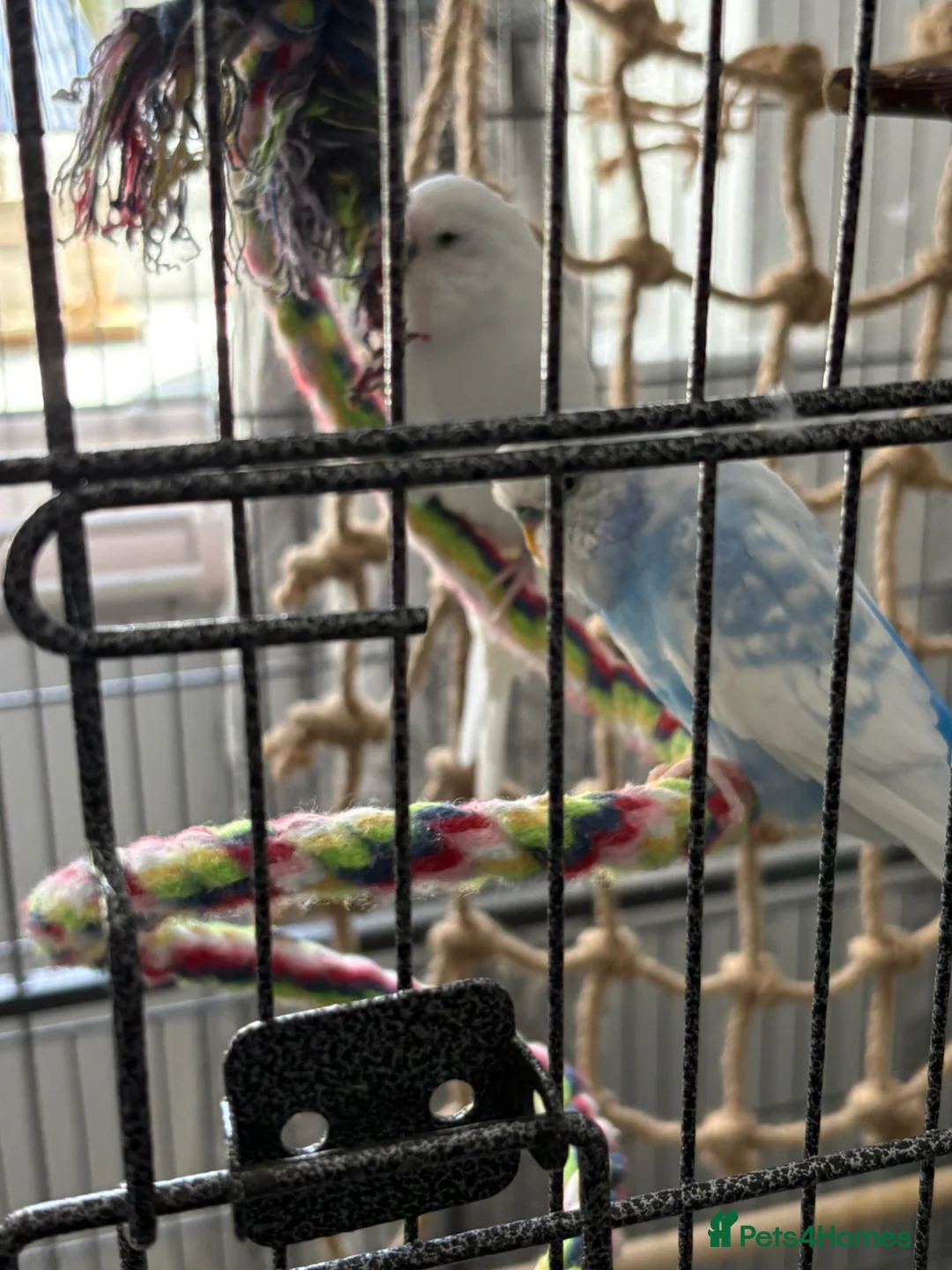 Budgerigars birds for sale: Two male budgies - Advert 3