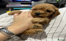 Toy Poodle dogs for sale: Toy puddle  - Image 2