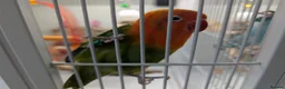 Lovebirds birds for sale: 2 Fischer's Lovebirds for sale - Advert 4