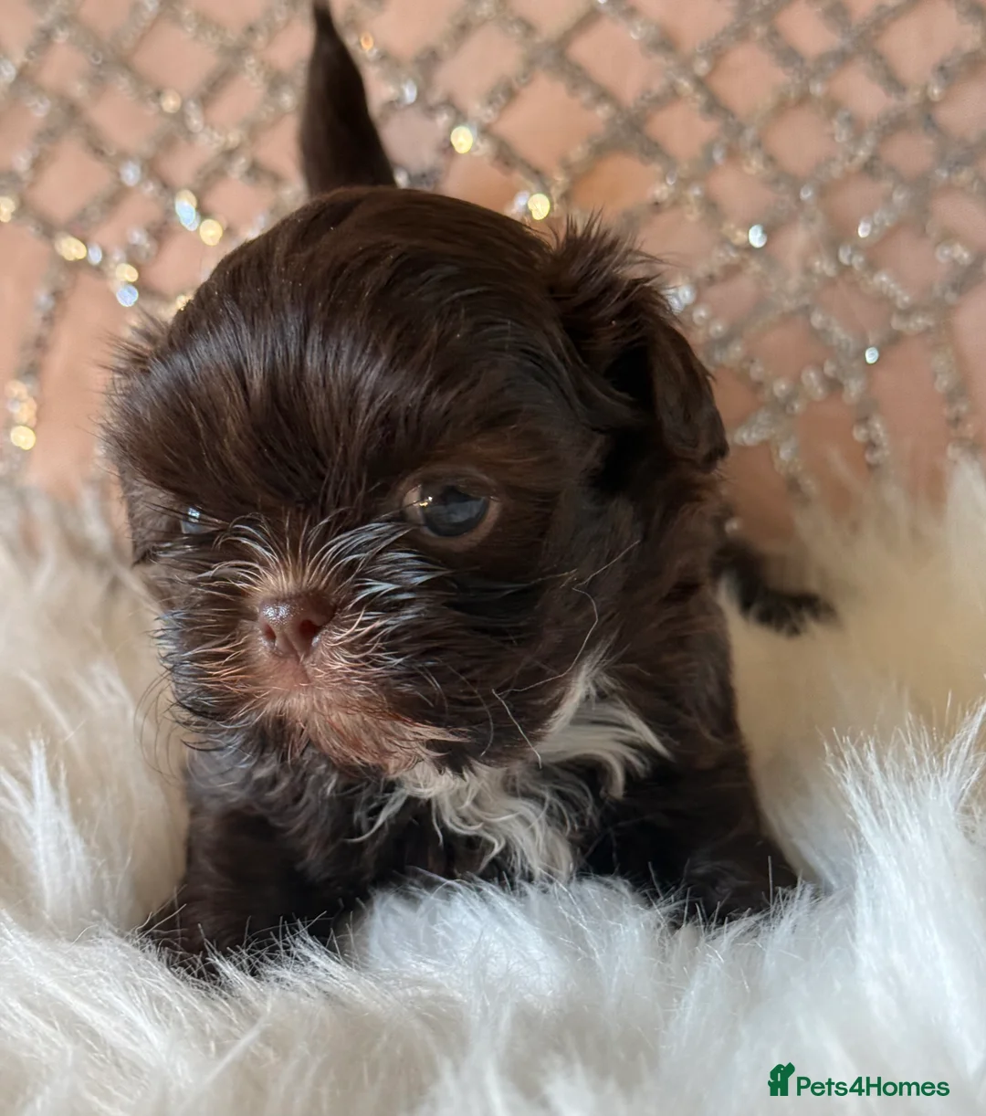 Shih Tzu dogs for sale: Imperial Shih Tzu - Advert 7