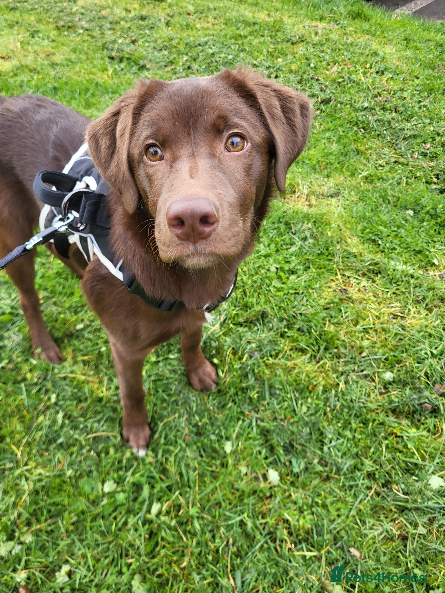 Mixed Breed dogs Dog for rehoming - Advert 2