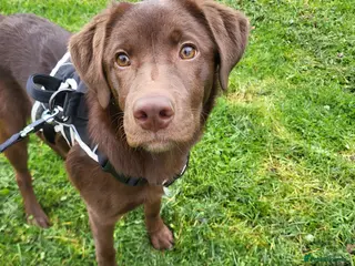 Mixed Breed dogs Dog for rehoming - Advert 2