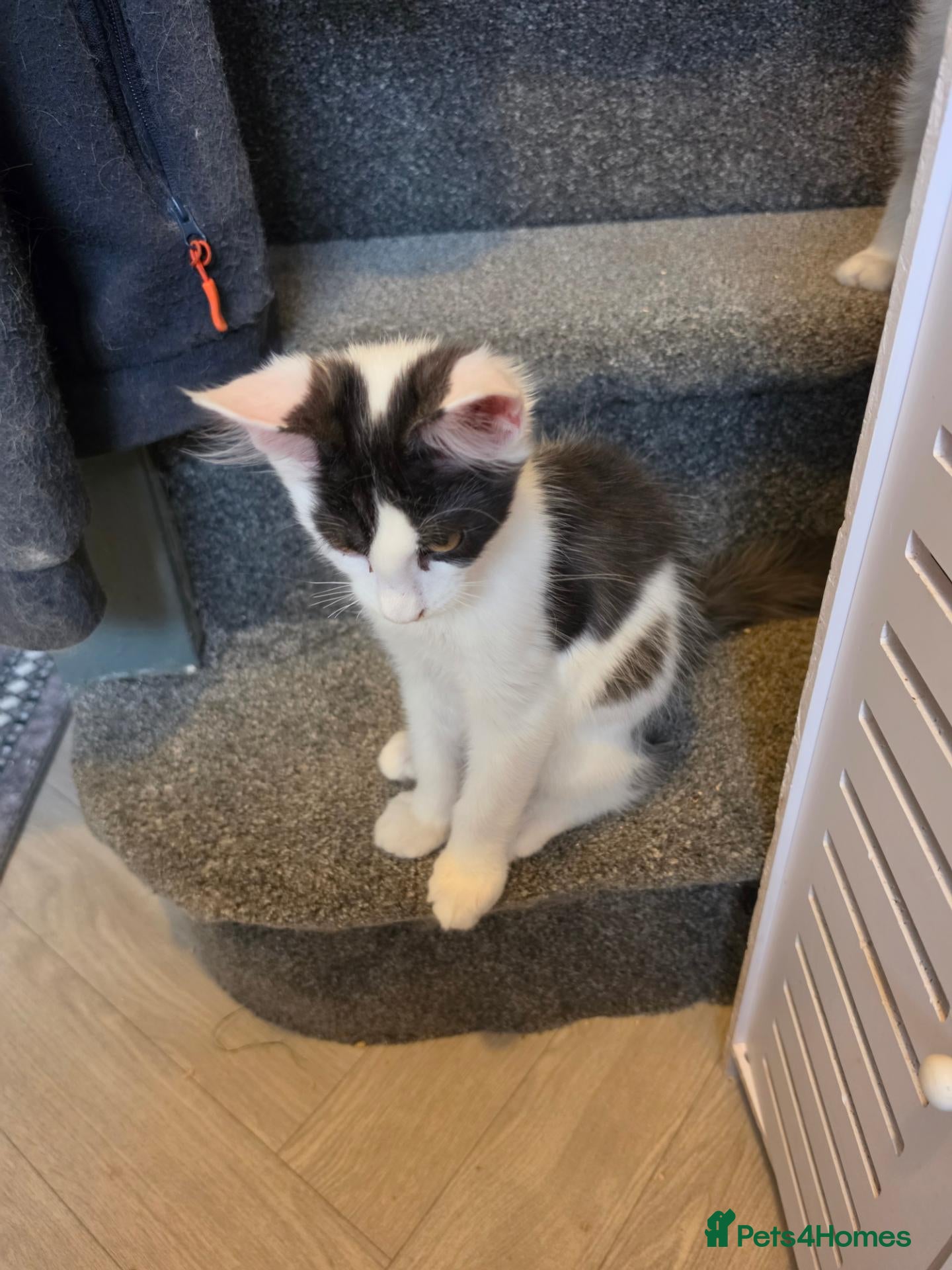 Maine Coon cats TICA REGISTERED STUNNING KITTENS  - Advert 3
