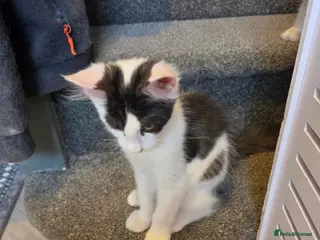 Maine Coon cats TICA REGISTERED STUNNING KITTENS - Advert 3