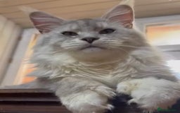 Maine Coon cats for sale: Maine Coon kitten  - Image 10