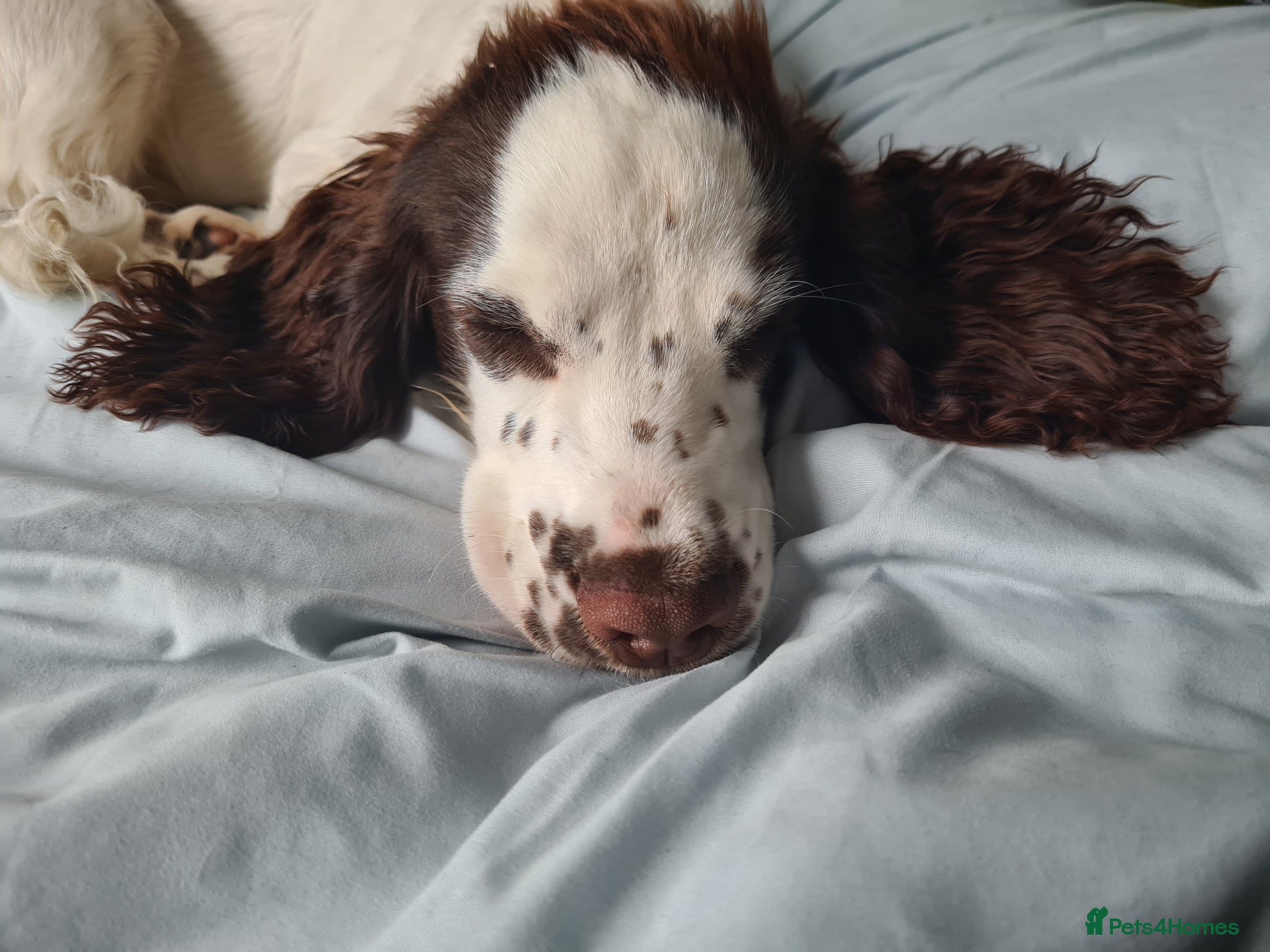 Cocker Spaniel dogs for sale: Cocker spaniel puppies due  - Advert 8