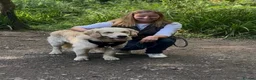 Golden Retriever dogs for stud: Exceptional Proven Stud - Advert 21