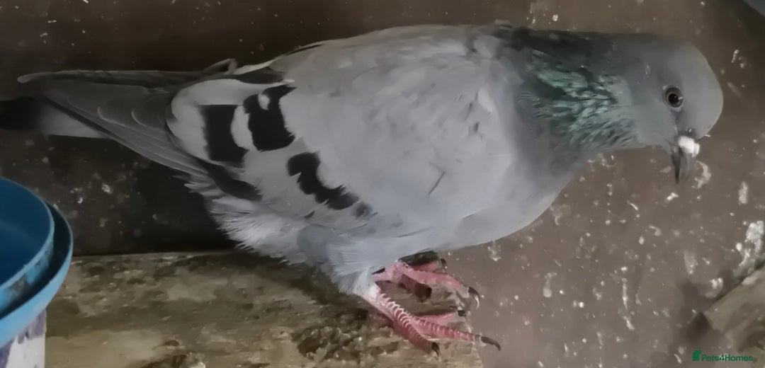 Pigeons birds for sale: Various pigeons  - Image 3