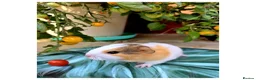 Guinea Pig rodents for sale: Baby Guinea Pigs for Sale! in Castleford - Advert 17