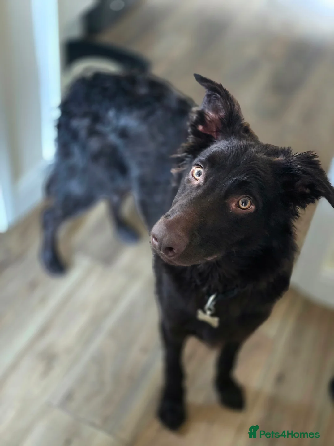 Australian Kelpie dogs for sale: 10 month Old Australian Kelpie (Deep Red/Brown) - Advert 7