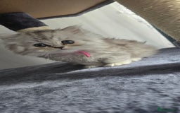 Persian cats for sale: Persian Kittens for Sale – Fluffy Bundles of Joy - Image 5