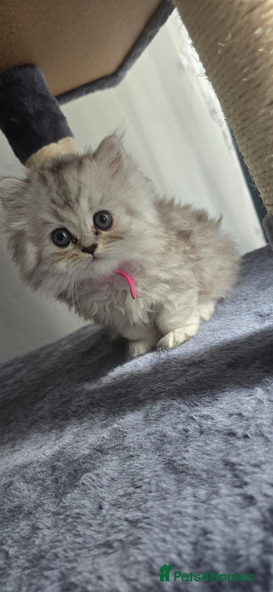 Persian cats for sale: Persian Kittens for Sale – Fluffy Bundles of Joy - Image 5
