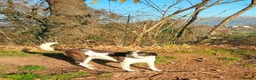 Mixed Breed dogs for adoption: Lula, a spanish mastif - pointer cross  in Barnoldswick - Advert 4