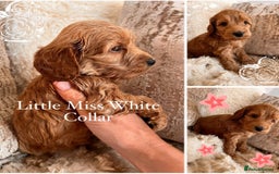 Cockapoo dogs for sale: F1 Cockapoo’s DNA Health Tested Parents - Image 6