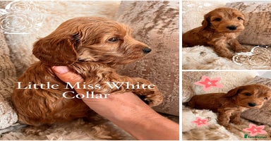 Cockapoo dogs - Advert 6