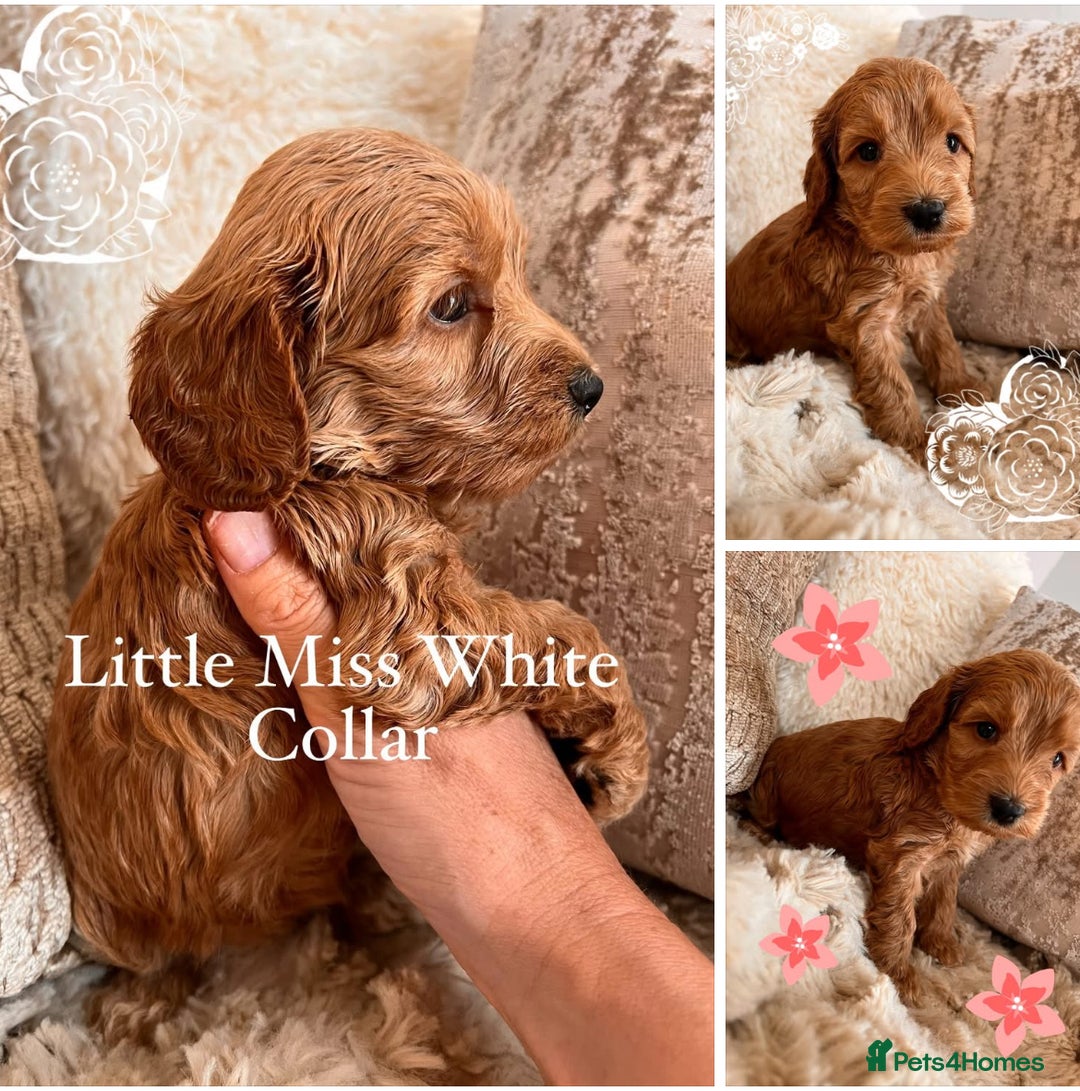 Cockapoo dogs for sale: F1 Cockapoo’s DNA Health Tested Parents - Image 6